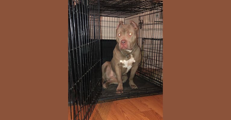 Teally, an American Bully tested with EmbarkVet.com