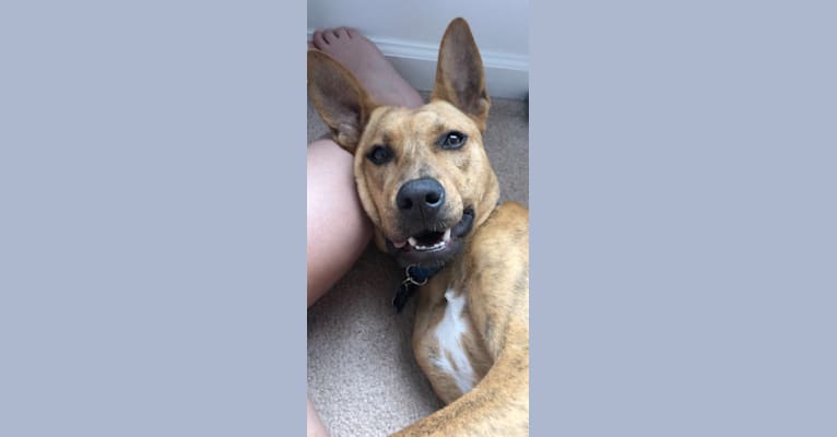 Husky staffordshire terrier mix clearance