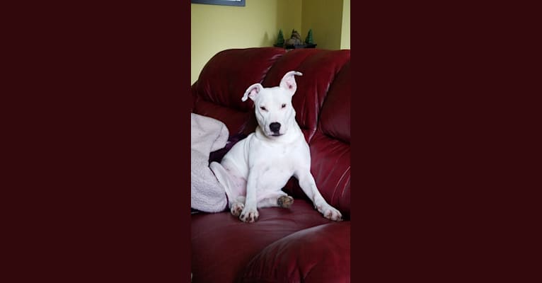 Nina, a Bull Terrier and Staffordshire Terrier mix tested with EmbarkVet.com