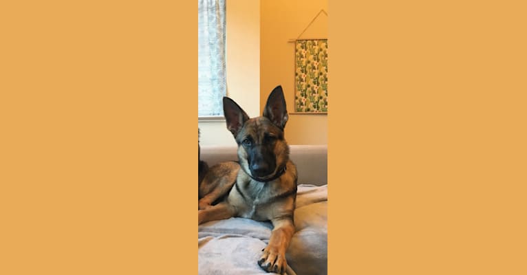 Wrigley, a German Shepherd Dog and American Pit Bull Terrier mix tested with EmbarkVet.com