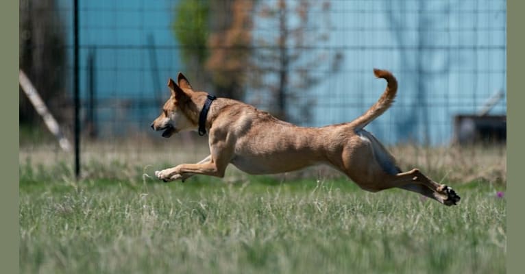 Lady Nala Bear BCF, a Carolina Dog tested with EmbarkVet.com