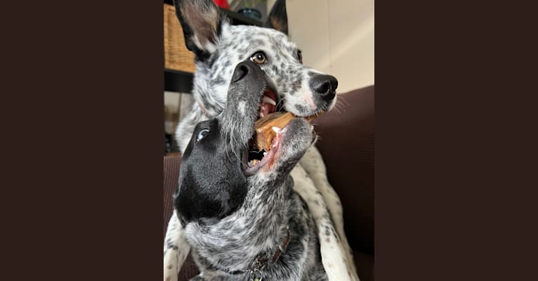 Monster X, an Australian Cattle Dog tested with EmbarkVet.com