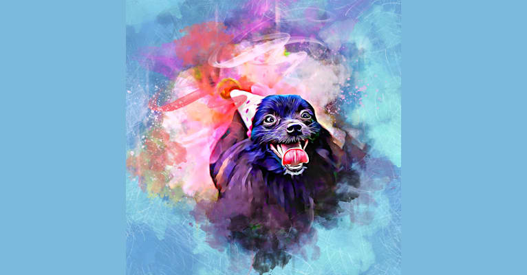 Bijou, a Pomeranian tested with EmbarkVet.com