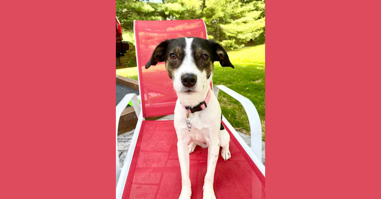 Katy, an Australian Cattle Dog and American Pit Bull Terrier mix tested with EmbarkVet.com