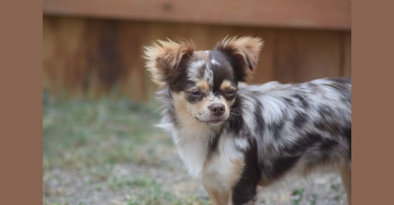Geena, a Chihuahua tested with EmbarkVet.com