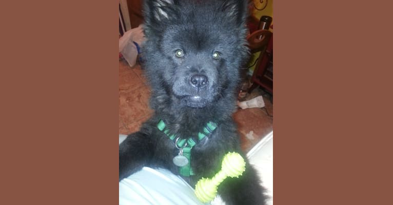 Zulu, a Chow Chow and Samoyed mix tested with EmbarkVet.com