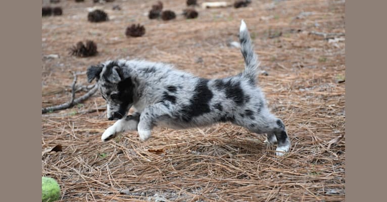 Mudi border collie mix 2025