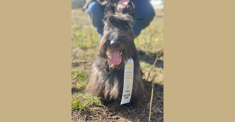 Photo of Max, a Scottish Terrier  in Hohenwald, TN, USA