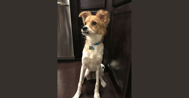 Bently, a Chihuahua and Shih Tzu mix tested with EmbarkVet.com