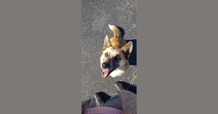 Mimzi, an Australian Cattle Dog and German Shepherd Dog mix tested with EmbarkVet.com