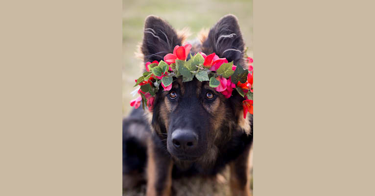 Xenavi, a German Shepherd Dog tested with EmbarkVet.com