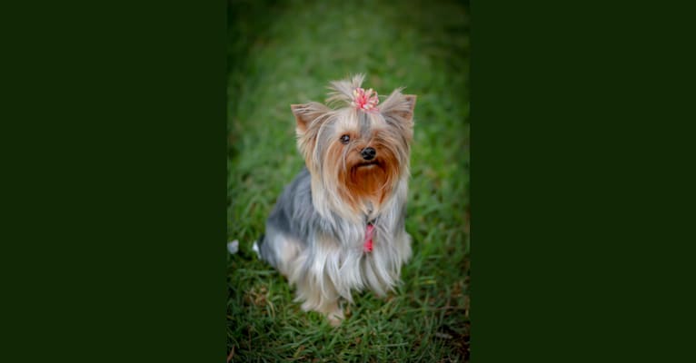 Ellie, a Yorkshire Terrier tested with EmbarkVet.com