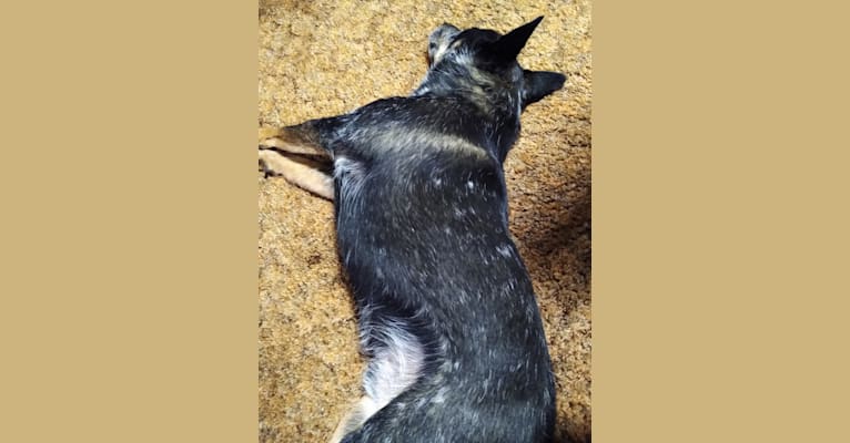 Photo of Buck (Buckiando Alacran Lopez Lopez Santana), an Australian Cattle Dog  in California, USA