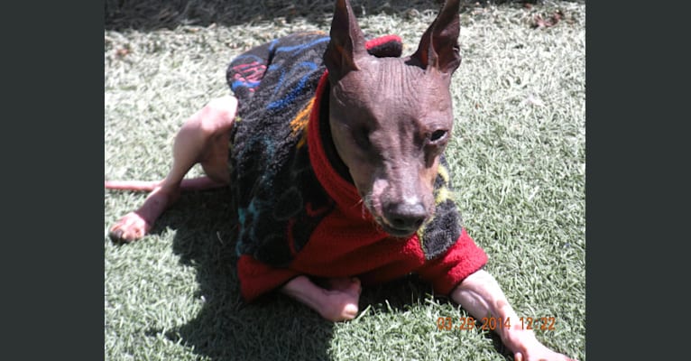 Photo of Lacie, an American Hairless Terrier 