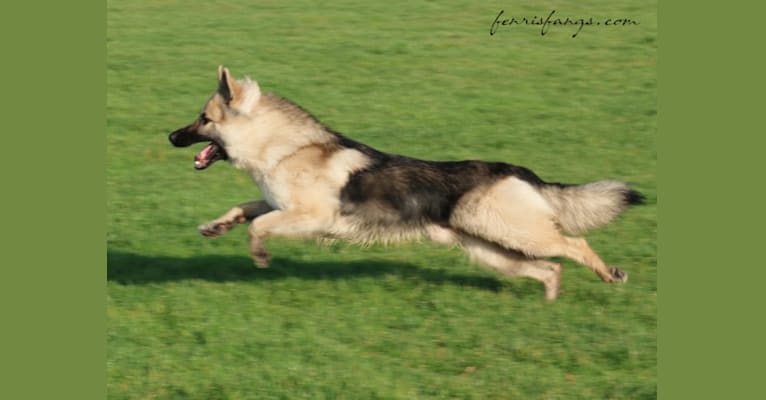 Photo of IROH, a German Shepherd Dog  in Lochem, Netherlands