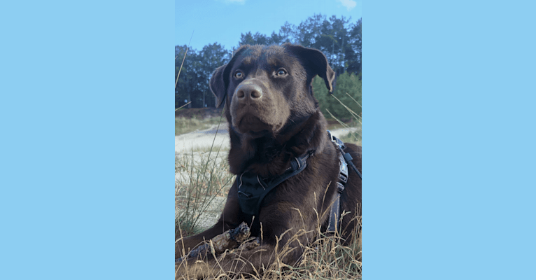 Photo of Milo, a Labrador Retriever, German Shepherd Dog, Doberman Pinscher, and Mixed mix in Griekenland