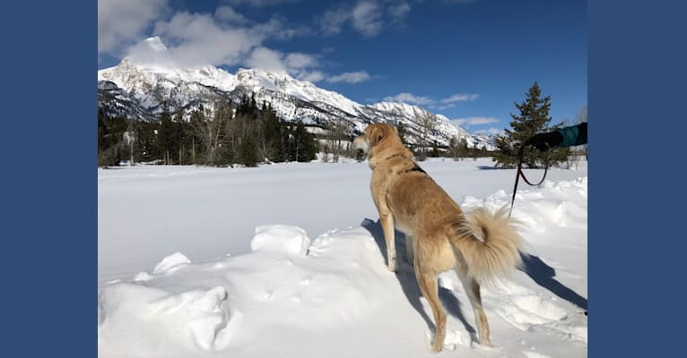 Photo of Bentley, an Anatolian Shepherd Dog, Great Pyrenees, and Australian Shepherd mix in Broomfield, Colorado, USA