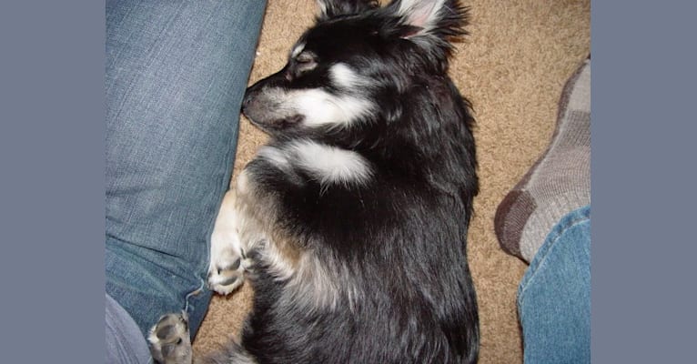 Pucci, an American Eskimo Dog and Chihuahua mix tested with EmbarkVet.com
