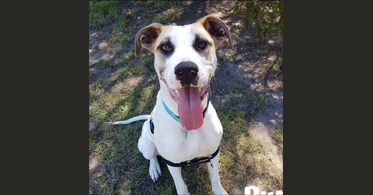 embark dog dna test breed