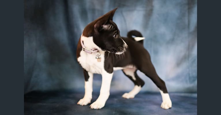 Leia, a Basenji tested with EmbarkVet.com