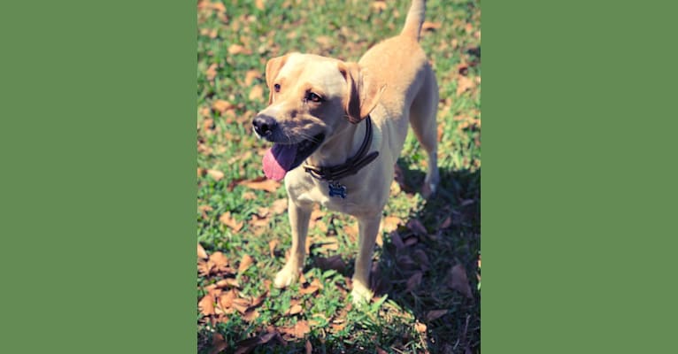 Photo of Charlie, a Labrador Retriever, Boxer, Mountain Cur, and Mixed mix in New Orleans, Louisiana, USA