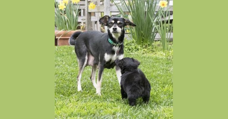 Photo of Jasper, a Poodle (Small), Chihuahua, Pomeranian, and Mixed mix in Stockton, California, USA