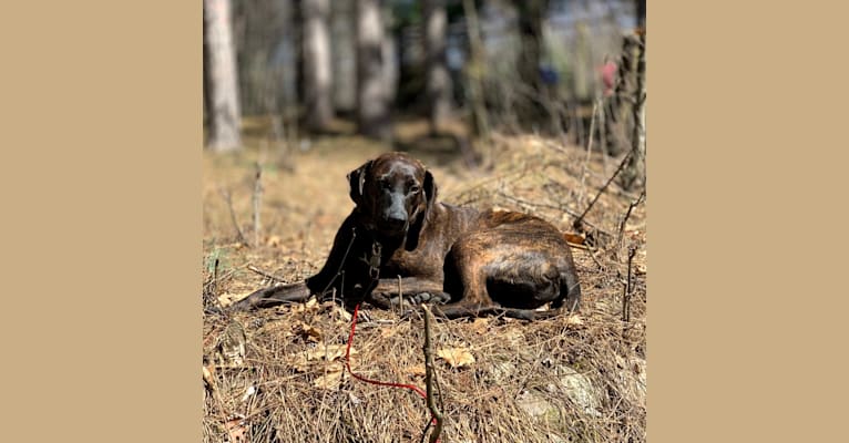 Braxton, a Mountain Cur tested with EmbarkVet.com