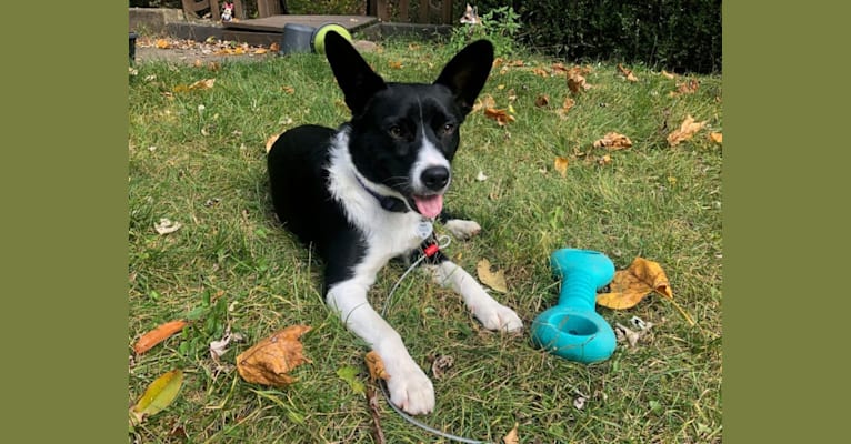 Newt, an Australian Cattle Dog and Border Collie mix tested with EmbarkVet.com