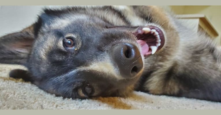 Farley, a Keeshond and Norwegian Elkhound mix tested with EmbarkVet.com