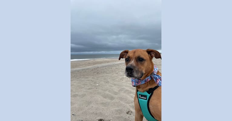 Pete, a Boxer and Australian Cattle Dog mix tested with EmbarkVet.com