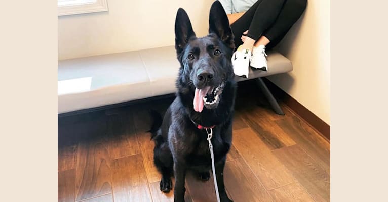 Qeery, a German Shepherd Dog tested with EmbarkVet.com