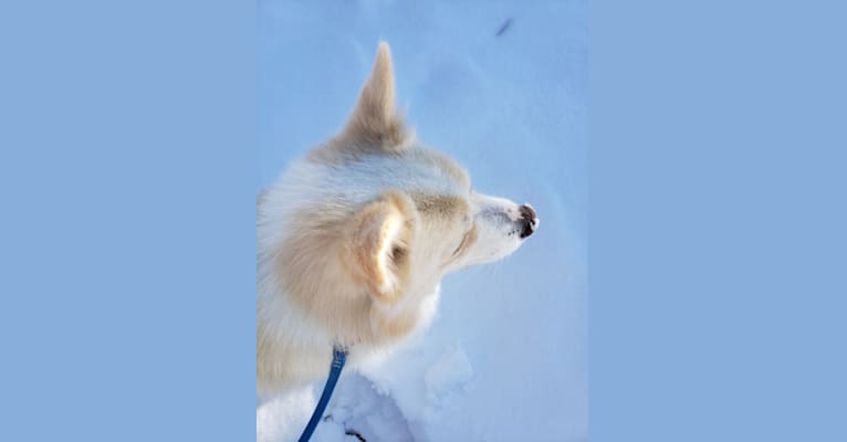 Kappi, an Icelandic Sheepdog tested with EmbarkVet.com