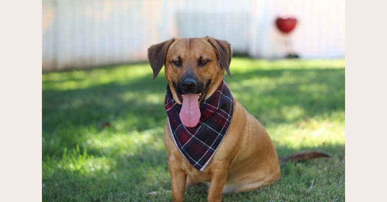 Cody, a Basset Hound and Australian Cattle Dog mix tested with EmbarkVet.com