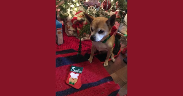 Frankie, a Chihuahua and Miniature Pinscher mix tested with EmbarkVet.com