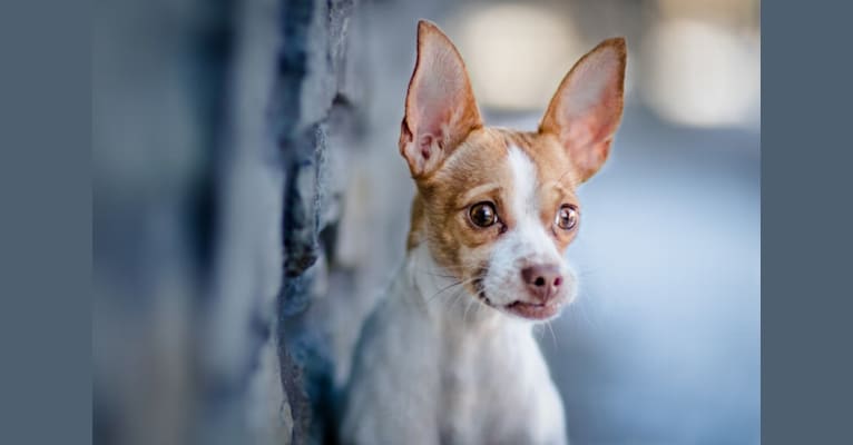 Bobby, a Chihuahua and Miniature Pinscher mix tested with EmbarkVet.com