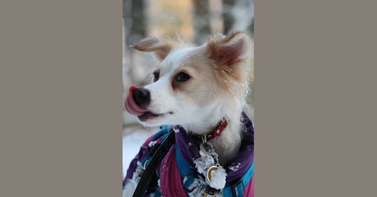 Lizzy (Eliza/Elizabeth), an Eastern European Village Dog and Pekingese mix tested with EmbarkVet.com