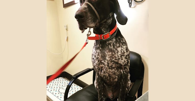 Hunter, a German Shorthaired Pointer tested with EmbarkVet.com