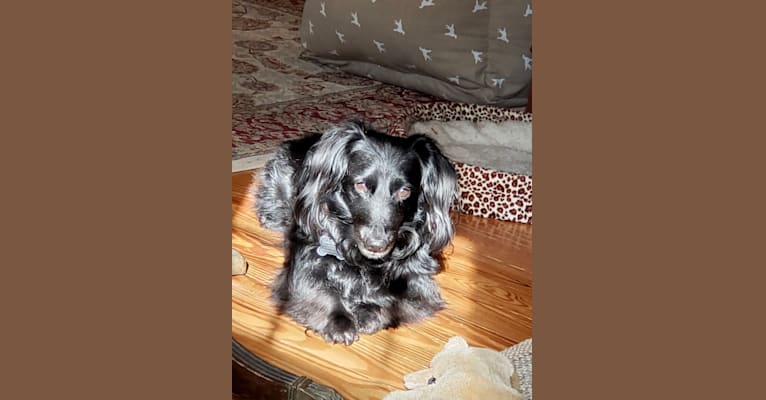 Photo of Finley, a Dachshund, Schipperke, and Mixed mix in Stanfordville, New York, USA