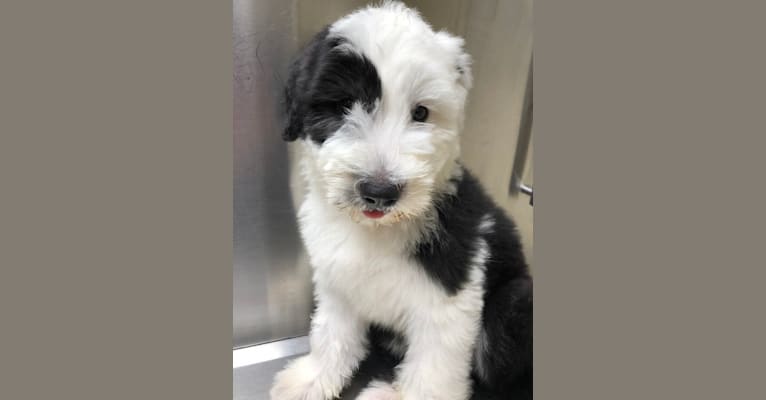 LUCY, an Old English Sheepdog tested with EmbarkVet.com