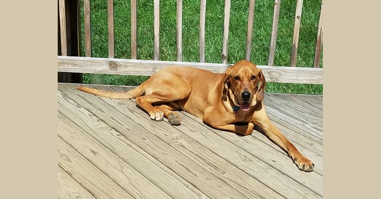 Embark Dog DNA Test Breed