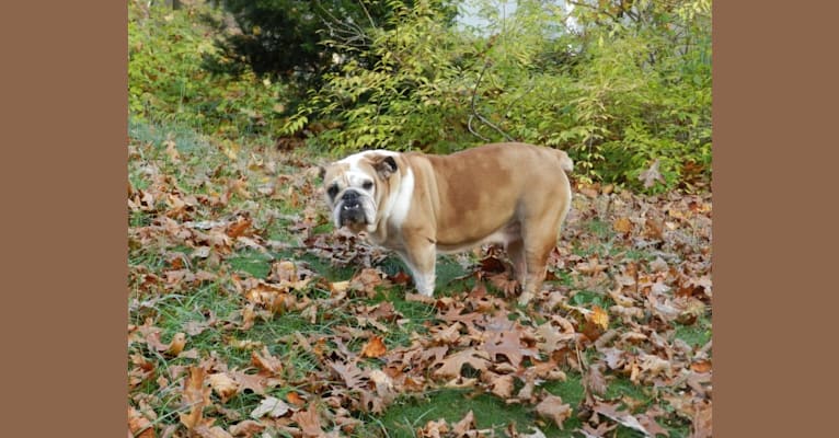 Photo of Noel, a Bulldog  in Huntington, New York, USA