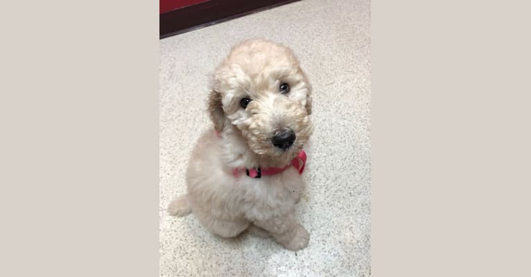 Anna, a Poodle (Standard) tested with EmbarkVet.com