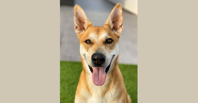 Photo of Ralph, a German Shepherd Dog and European Village Dog mix in Spain