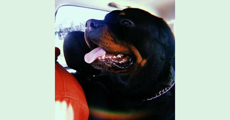 Marlo, a Rottweiler tested with EmbarkVet.com