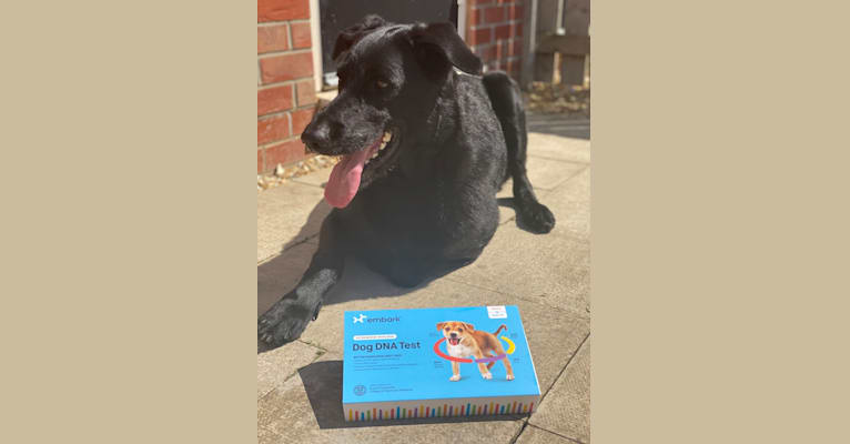 Charlie, a Poodle (Standard) and German Shepherd Dog mix tested with EmbarkVet.com