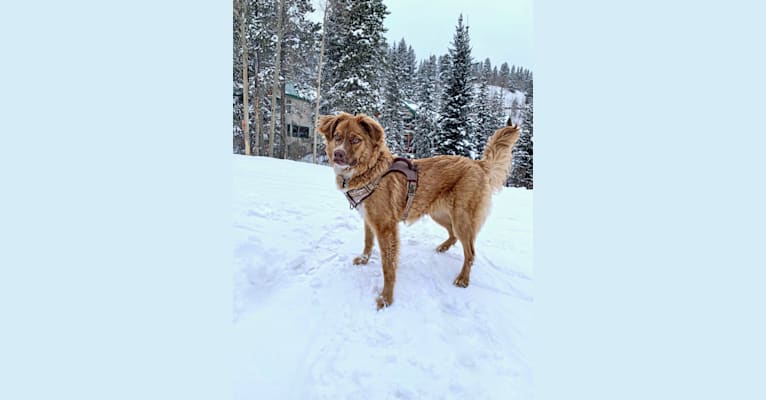 Photo of Malcolm, an Australian Shepherd, American Pit Bull Terrier, Australian Cattle Dog, and Mixed mix in Englewood, CO, USA