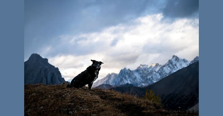 Sanu, a Central Asian Village Dog tested with EmbarkVet.com