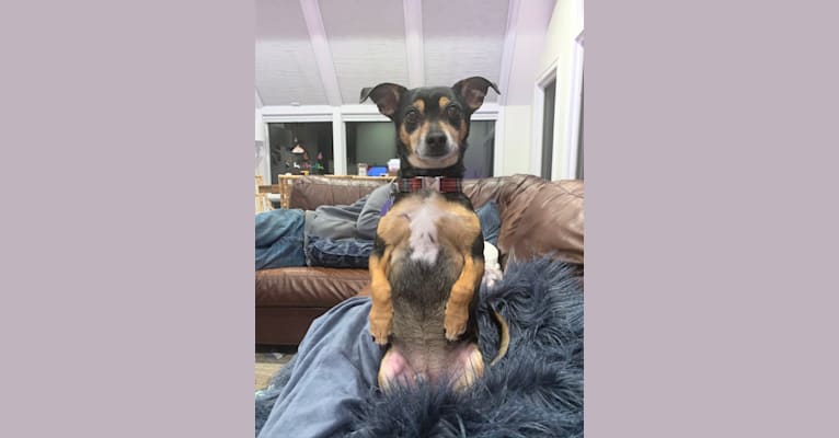 Biscuit aka Biz, a Chihuahua and Rat Terrier mix tested with EmbarkVet.com