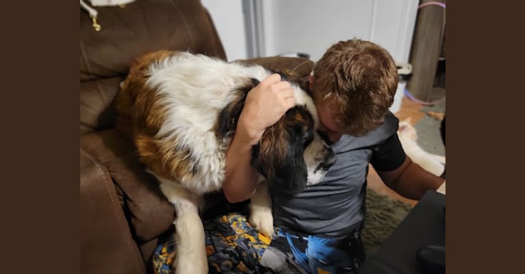 Thor, a Saint Bernard tested with EmbarkVet.com