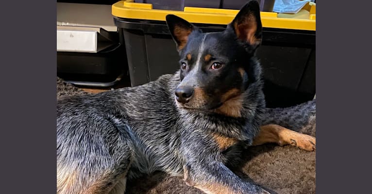 Banx, an Australian Cattle Dog tested with EmbarkVet.com